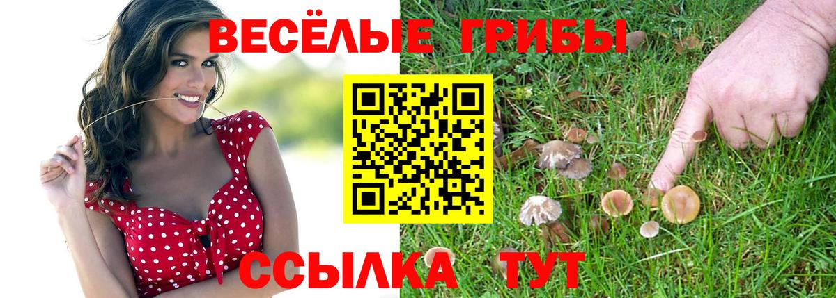 Зеленогорск  Псилоцибиновые грибы Psilocybine cubensis  Вход с VPN 
